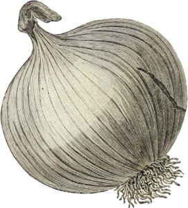 An onion